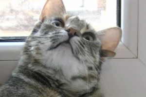 Lunthia, la gattina con 5 orecchie!