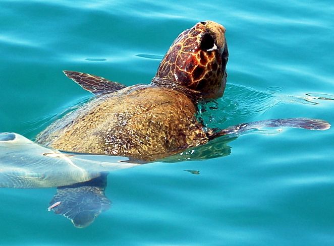 Scoperto un sito di nidificazione della tartaruga marina Caretta caretta, a rischio estinzione