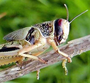 Madagascar invaso dalle locuste e mentre danneggiano i campi, la popolazione le cattura per friggerle