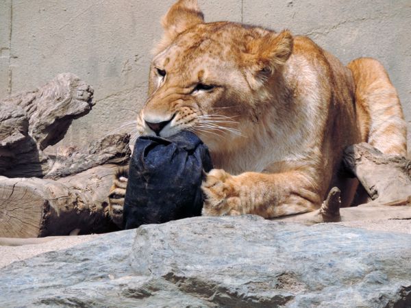 La nuova moda che aiuta gli animali? jeans lacerati dalle tigri negli zoo