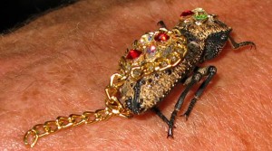 Nuova frontiera della gioielleria: indossare insetti vivi come orecchini, ciondoli, spille