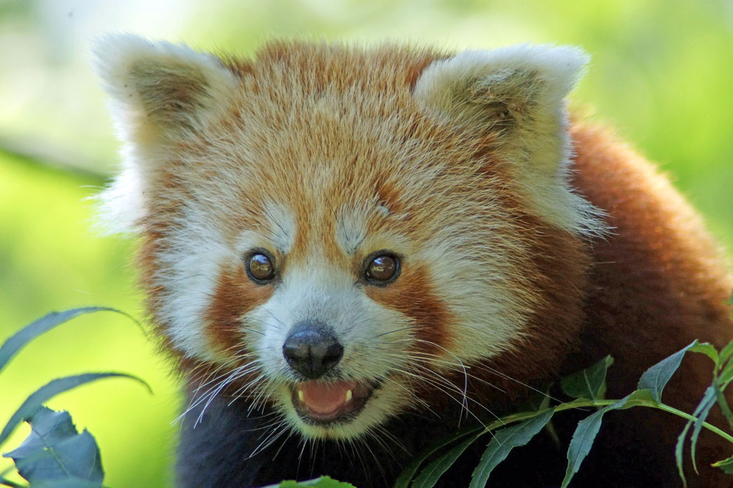 Nuovi arrivi al bioparco Zoom di Torino: due giovani esemplari di Panda Rosso