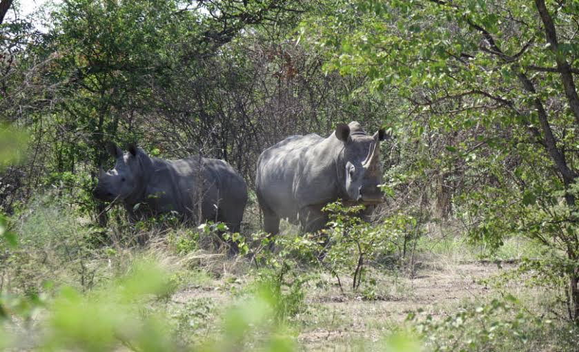 Ecco la giornata mondiale del Rinoceronte