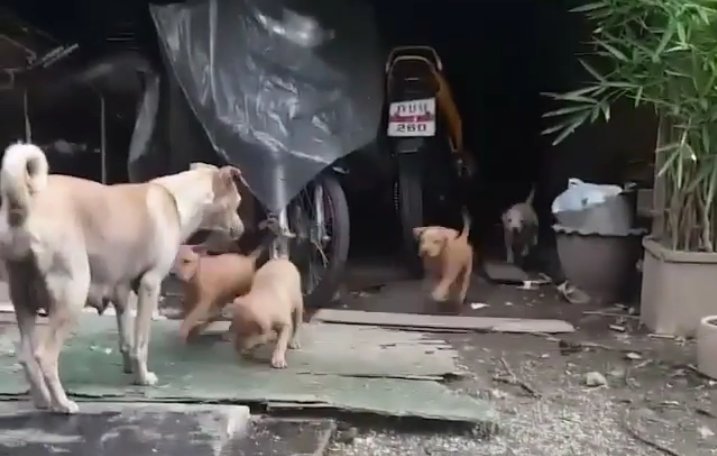 Luciana Littizzetto pubblica su Instagram il video del cane che porta da mangiare ai cuccioli