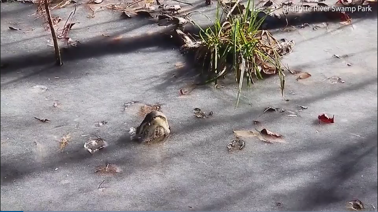 Il video degli alligatori bloccati nel lago ghiacciato, ma vivi