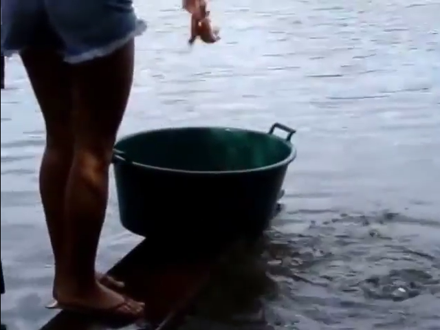 Ragazza pesca piranha con brandelli di carne – video