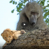 Babbuino rapisce cucciolo di leone per prendersene cura e lo porta sugli alberi