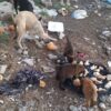 Oipa: in Turchia e Siria drammatica la situazione anche per cani e gatti