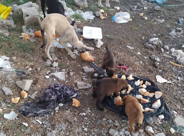 Oipa: in Turchia e Siria drammatica la situazione anche per cani e gatti